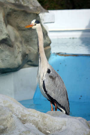 grey heron3の写真素材