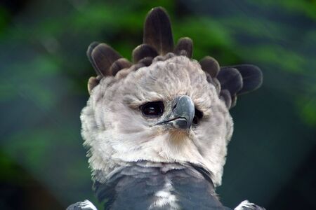 grab birdの写真素材