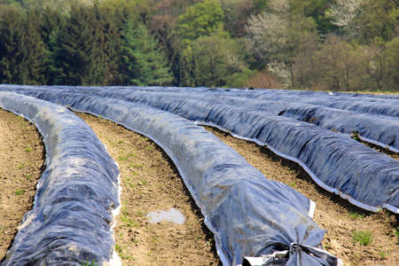 asparagus fieldの写真素材