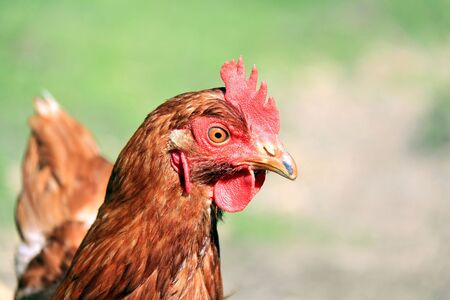 chicken