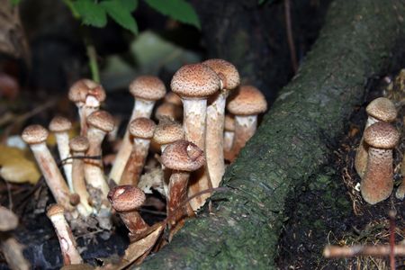 mushrooms