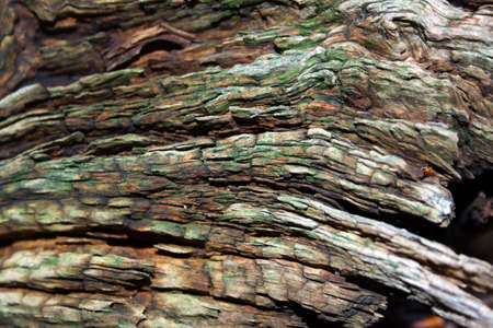 Bark