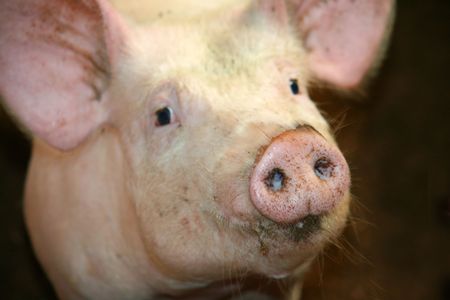 Pigの写真素材