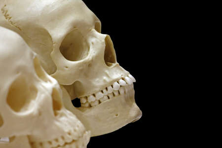  skullの写真素材