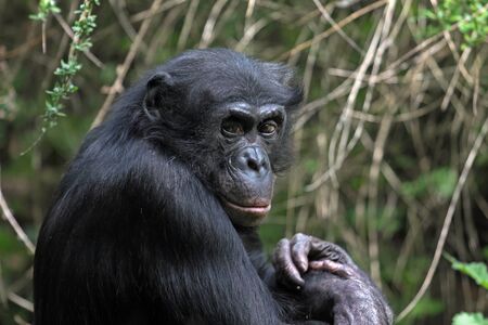 chimpanzeeの写真素材