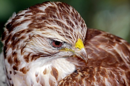 Portrait of a beautiful Red Tailed Hawk or Buteo Jamaicensis