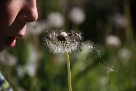 cute little boy is blowing a dandelionの写真素材