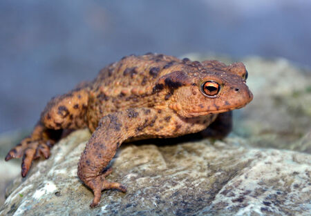 Green Frog