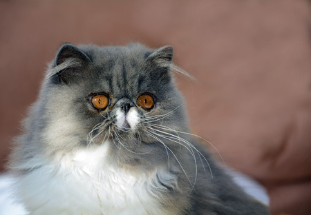 one beautiful gray white Persian cat Cの写真素材