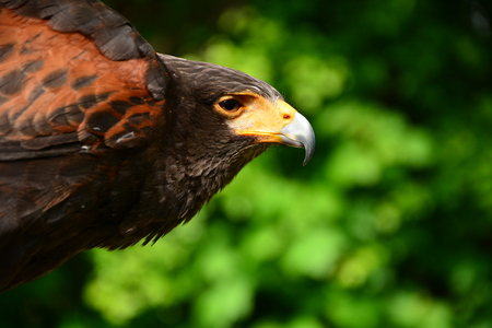Golden Eagle is looking into the cam