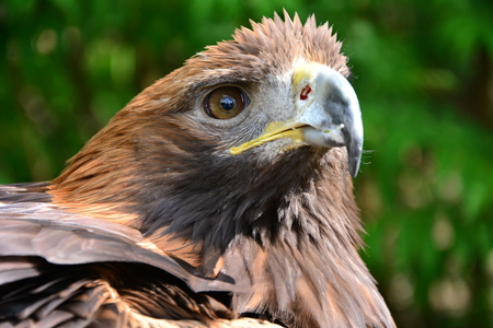 Golden Eagle is looking into the camの写真素材