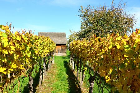 Autumn in the vineyardの写真素材