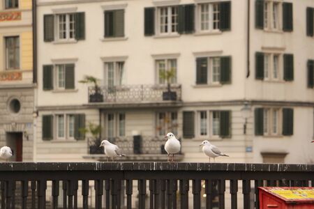 Gulls in the center of Zurichの写真素材