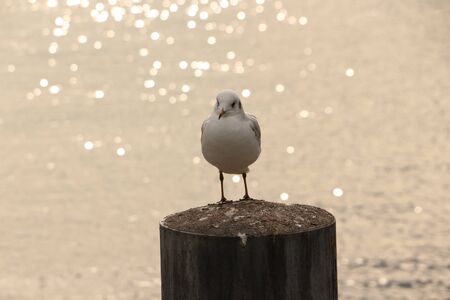 Little gull on a wooden pole in Zurich lakeの写真素材