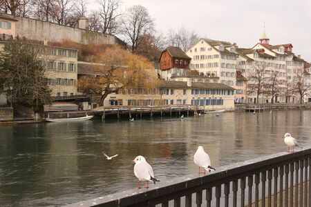 Gulls on a railing in the old town of Zurichのeditorial素材