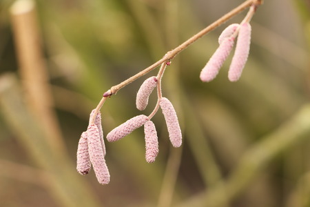 First spring messengers in Januaryの写真素材