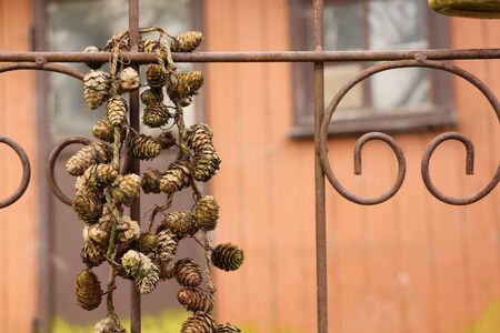 Stringed pine cones as a decoration in the garden