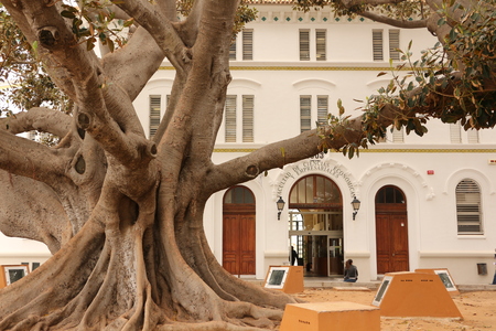 Multi-century rubber tree in the old town of Cadiz in Andaluciaのeditorial素材