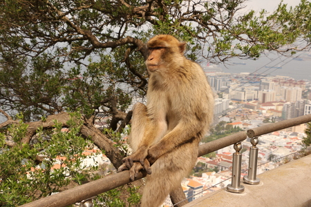 Barbary Macaque in Gibraltar