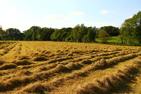 Hay harvest in Iserlohn in Sauerland