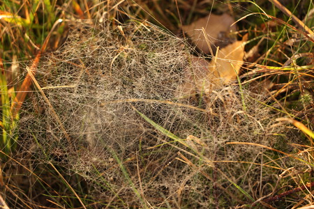 Spider's Nest wet with drops of water early in the morning in autumnの写真素材