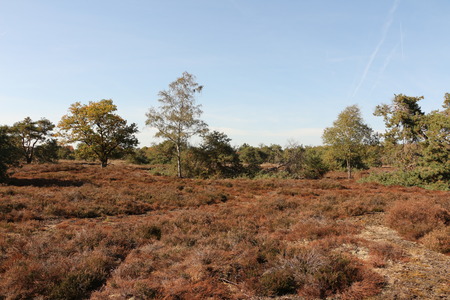 View of the Strabrechtse Heide at Heeze, a small town in the province of North Brabant in the Netherlandsの写真素材