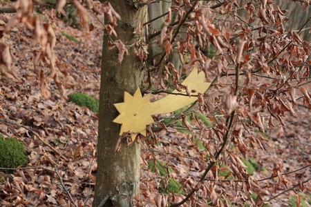 Poinsettia on a tree on the crib way in Waldbreitbachの写真素材