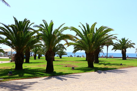 Palm trees at the beach promenade of Maspalomas on Gran Canariaの写真素材