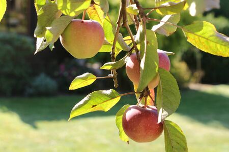 Apples on an apple tree in autumn