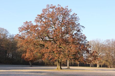 Winter day in the castle park of the baroque castle Werneck in southern Germanyの写真素材