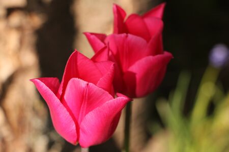 Blooming tulips in the springの写真素材