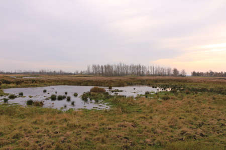 View of the vegetation of the Vorpommersche Boddenlandschaft national park on the...