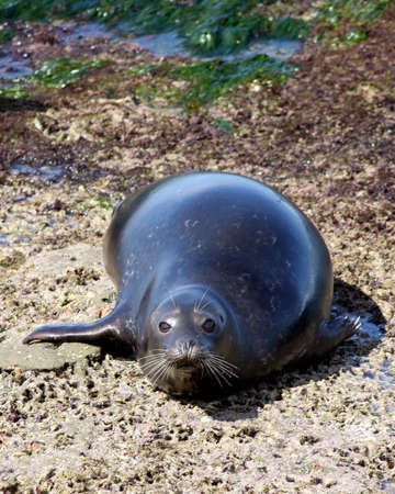 California Sea Lion on resting on the beach