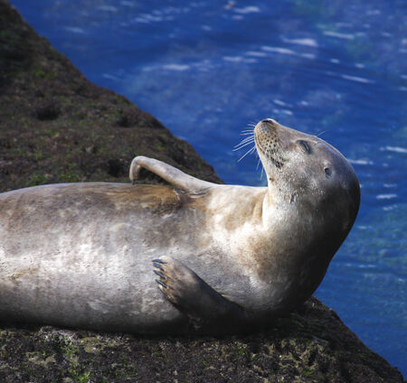 Seal smiling and sunbathing on a rock above waterの写真素材