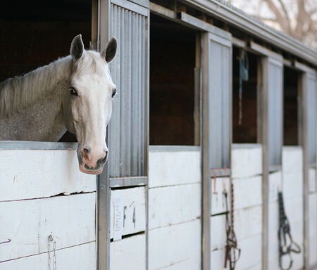 White horse in white stableの写真素材