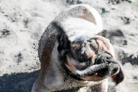 Dirty bulldog shaking sand offの写真素材