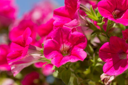 Creeping small pink flowers with green and blue background.の写真素材