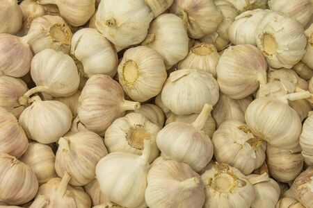 Garlic unpeeled on market macro view. Fresh vegan food closeup.の写真素材