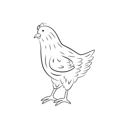 Chicken standing side view, hand drawn illustrationのイラスト素材