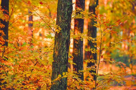 Autumn forrest landscape in Poland, Europe.の写真素材