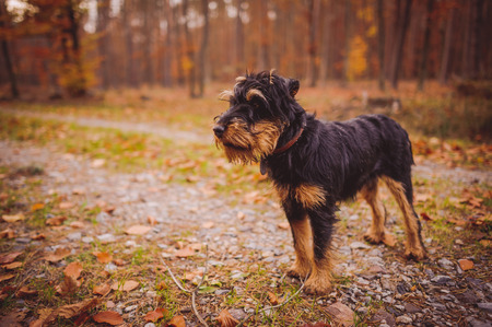 German hunting terrier in the fall forestの写真素材