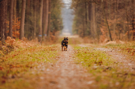 German hunting terrier in the fall forestの写真素材