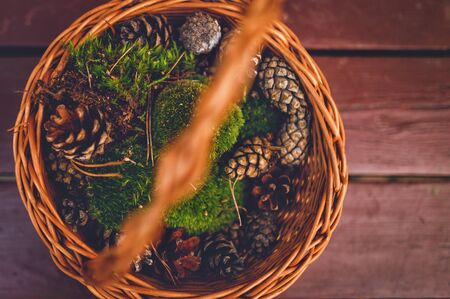 Autumn basket. Composition of a moss and cones in a wicker basket.の写真素材