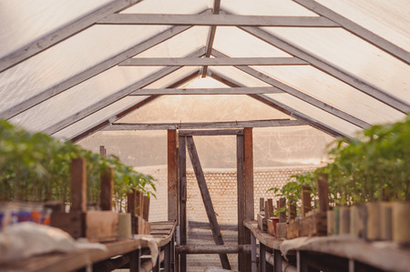 Young tomato plants in pots, natural organic farming in soil. Selective focus.の写真素材