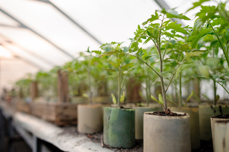 Young tomato plants in pots, natural organic farming in soil. Selective focus.の写真素材