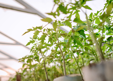 Young tomato plants in pots, natural organic farming in soil. Selective focus.の写真素材