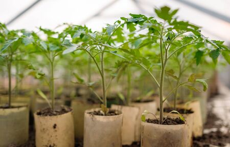 Young tomato plants in pots, natural organic farming in soil. Selective focus.の写真素材
