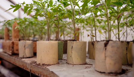 Young tomato plants in pots, natural organic farming in soil. Selective focus.の写真素材