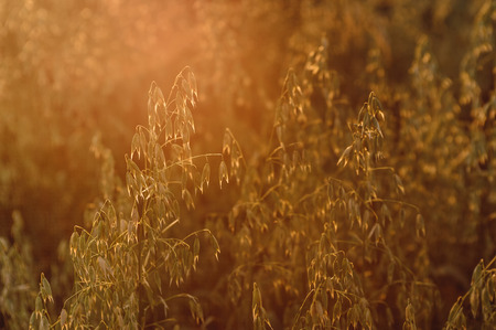 Oat field at sunset light atcountryside farm.