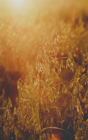 Oat field at sunset light atcountryside farm.の写真素材